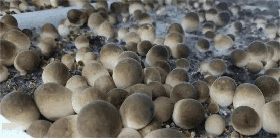 食用菌發(fā)酵消泡劑應用場景圖